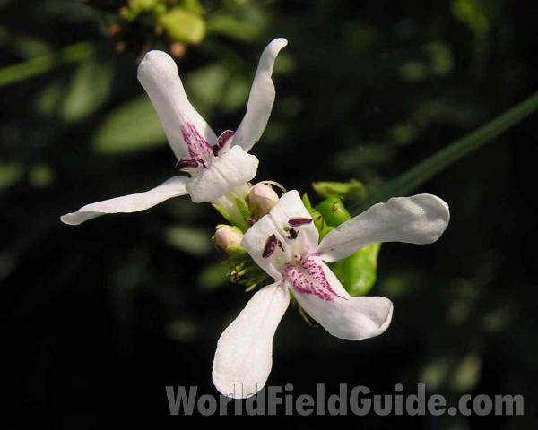 Flowers<br>(Location of Picture: Fort Richardson, Texas, USA, 2006)