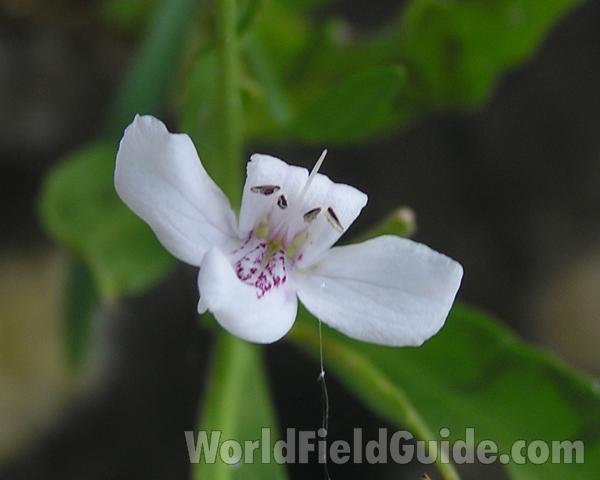 Flower - Close View<br>(Location of Picture: Fort Richardson, Texas, USA, 2006)