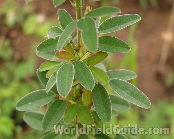 Leaves<br>(Location of Picture: Ray Roberts, Texas, USA, 2006)