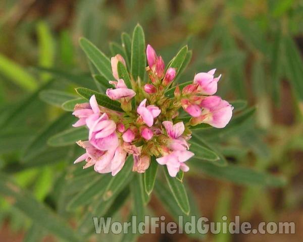 Flower Heads, Top View<br>(Location of Picture: Ray Roberts, Texas, USA, 2006)