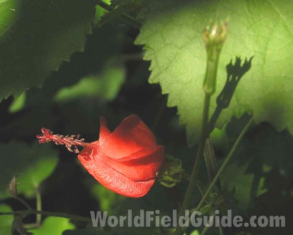 Leaf Edge and Flower<br>(Location of Picture: Fort Worth, Texas, USA)