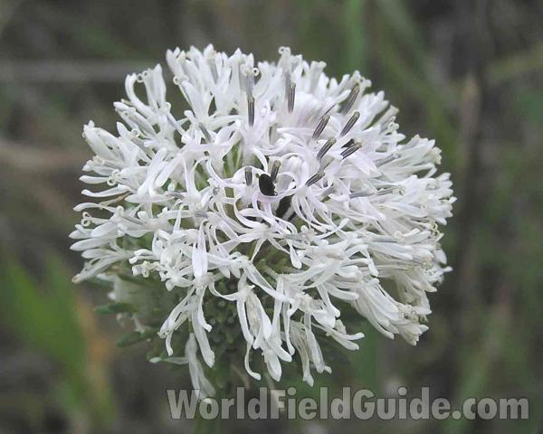 Flower Head - Angle View<br>(Location of Picture: Ray Roberts, Texas, USA)