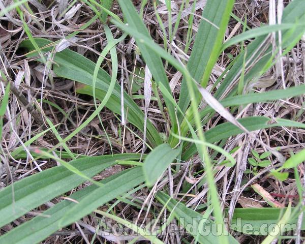 Basal Leaves<br>(Location of Picture: Ray Roberts, Texas, USA)