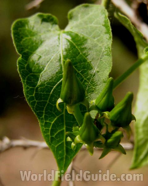 Bud and Leaf<br>(Location of Picture: Lbj Grassland, Texas, USA, 2006)