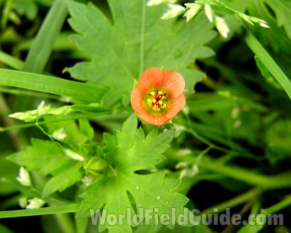 Flower and Leaf<br>(Location of Picture: Ray Roberts, Texas, USA, 2006)