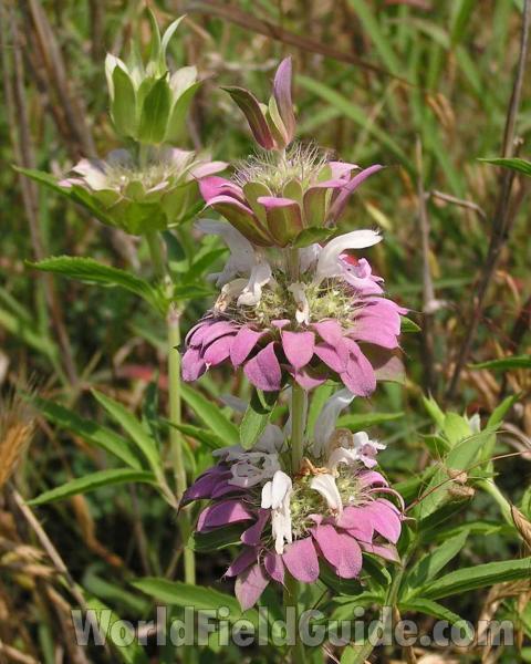 Top Of Plant in  Bloom<br>(Location of Picture: Fort Worth, Texas, USA, 2006)