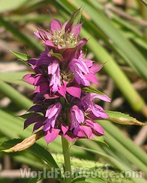 Pink Example<br>(Location of Picture: Fort Worth, Texas, USA, 2006)