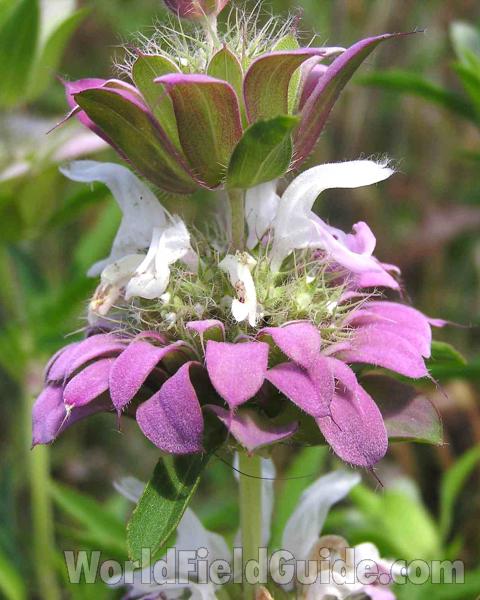 Side View Of Top Of Plant<br>(Location of Picture: Fort Worth, Texas, USA, 2006)
