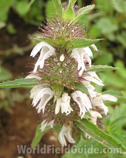 Top Of Plant in  Bloom - View #2<br>(Location of Picture: Fort Worth, Texas, USA, 2006)