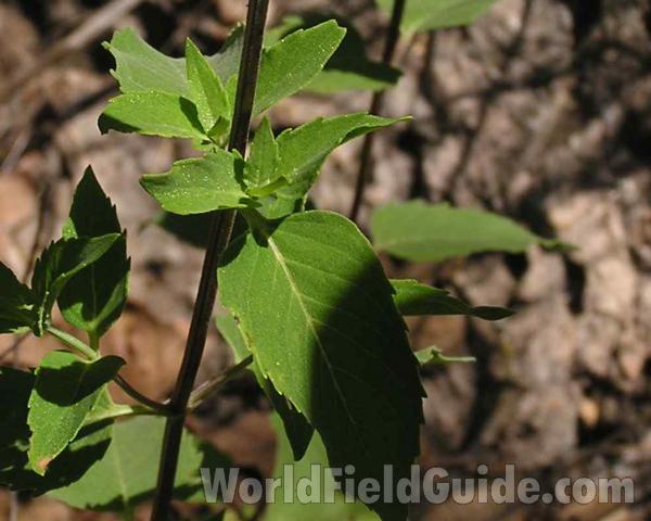 Leaf<br>(Location of Picture: Lbj Grasslalnd, Texas, USA, 2006)