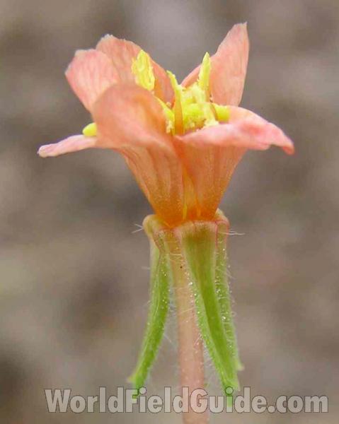 Side View<br>(Location of Picture: Boogy Park, Texas, USA, 2006)