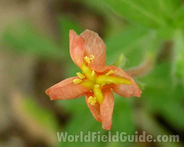 Flower - Front View<br>(Location of Picture: Boogy Park, Texas, USA, 2006)