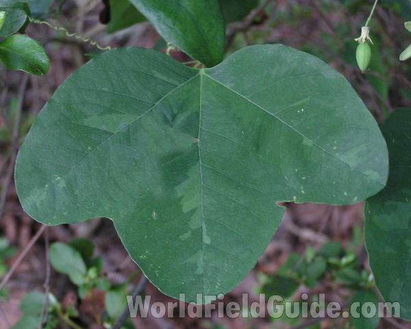 Leaf<br>(Location of Picture: Nacodoches, Texas, 2006)