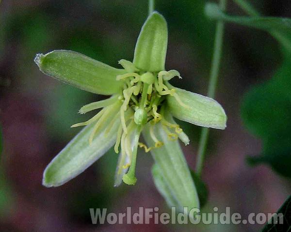 Young Flower<br>(Location of Picture: Nacodoches, Texas, 2006)