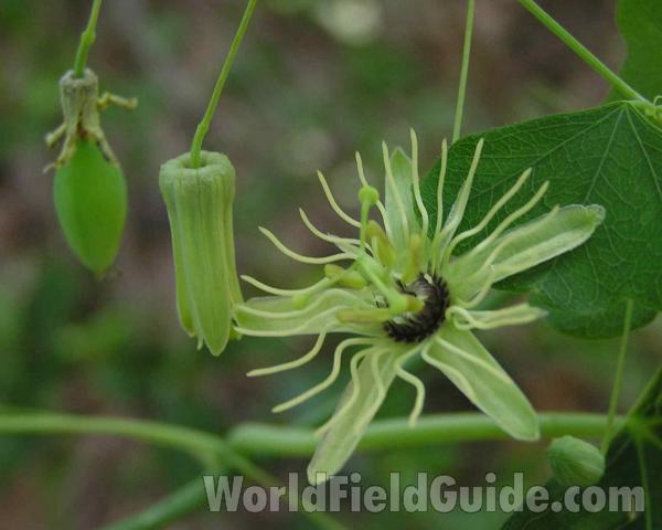 Flower and Fruit<br>(Location of Picture: Nacodoches, Texas, 2006)