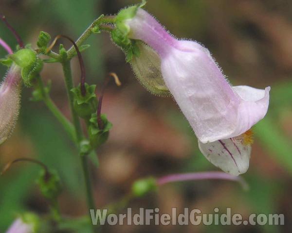 Flower - Side View<br>(Location of Picture: Ray Roberts, Texas, 2006)