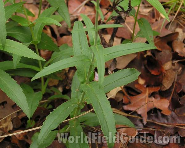 Stem and Leaves<br>(Location of Picture: Ray Roberts, Texas, 2006)