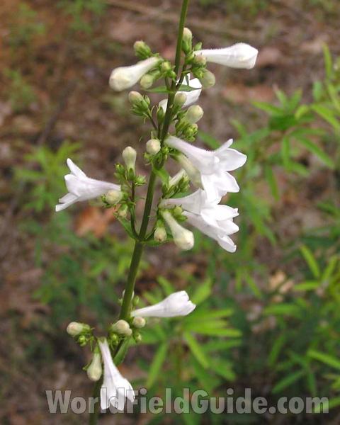Flowers - Side View<br>(Location of Picture: Ray Roberts, Texas, 2006)