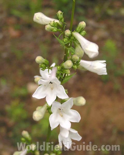 Flower Stalk<br>(Location of Picture: Ray Roberts, Texas, 2006)