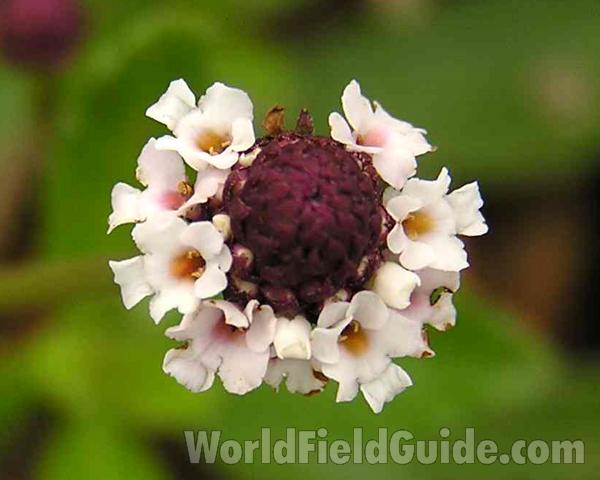 Flower<br>(Location of Picture: Ray Roberts, Texas, USA, 2006)