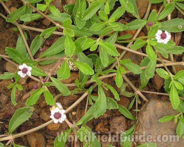 Leaves, Stem, and Flowers<br>(Location of Picture: Ray Roberts, Texas, USA, 2006)