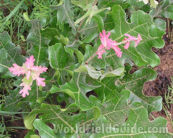 Spring Leaves<br>(Location of Picture: Ray Roberts, Texas, 2006)