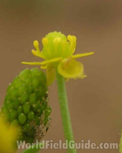 Flower - Alternate View<br>(Location of Picture: Ray Roberts, Texas, 2006)