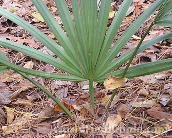 Leaf Blades<br>(Location of Picture: Big Bend Area Of Texas, USA, 2006)