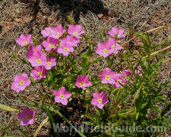 Silhouette<br>(Location of Picture: Lbj Grassland, Texas, 2006)