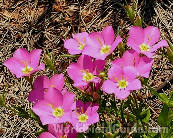 Flowers<br>(Location of Picture: Lbj Grassland, Texas, 2006)
