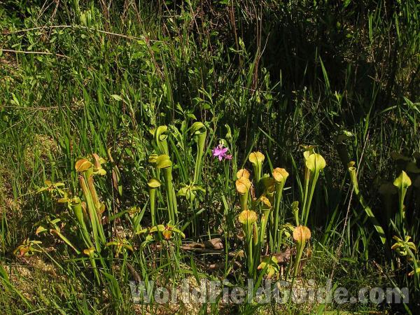 Habitat View<br>(Location of Picture: Cedar Ridge, Texas, USA, 2006)