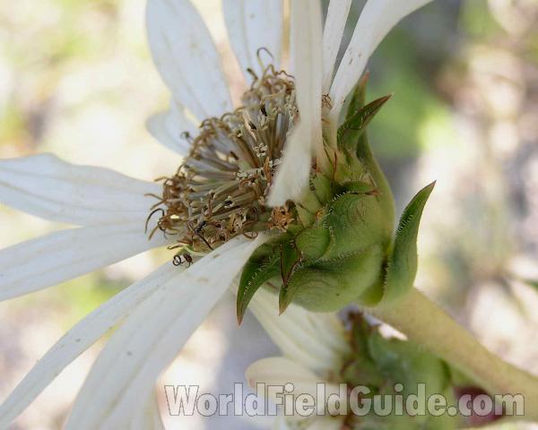 Flower - Side View Of Base<br>(Location of Picture: Stella Rowan, Texas, USA, 2006)