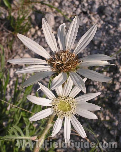 Flowers<br>(Location of Picture: Stella Rowan, Texas, USA, 2006)