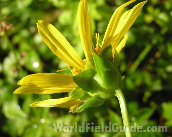 Flower - Side View<br>(Location of Picture: Dave Crockett, Nf, Texas, USA, 2006)
