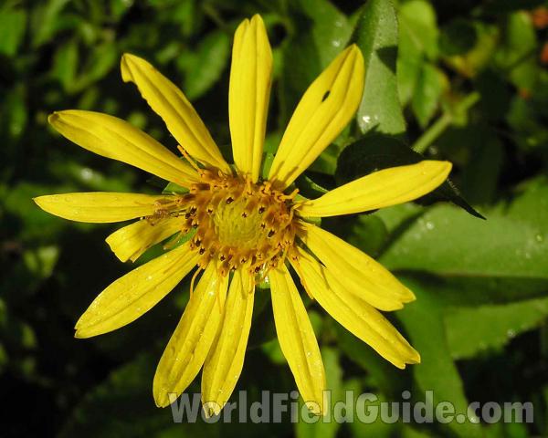 Flower - Front View<br>(Location of Picture: Dave Crockett, Nf, Texas, USA, 2006)