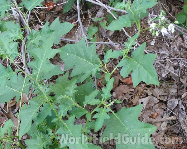 Leaves in  Habitat<br>(Location of Picture: Alba, Texas, USA, 2006)