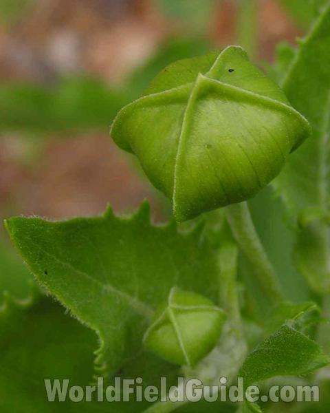 Bud<br>(Location of Picture: Angela Nf, Texas, USA, 2006)