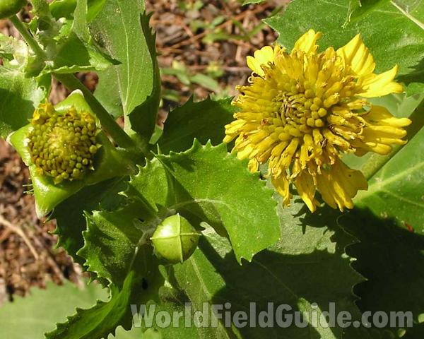 Flower and Bud<br>(Location of Picture: Angela Nf, Texas, USA, 2006)