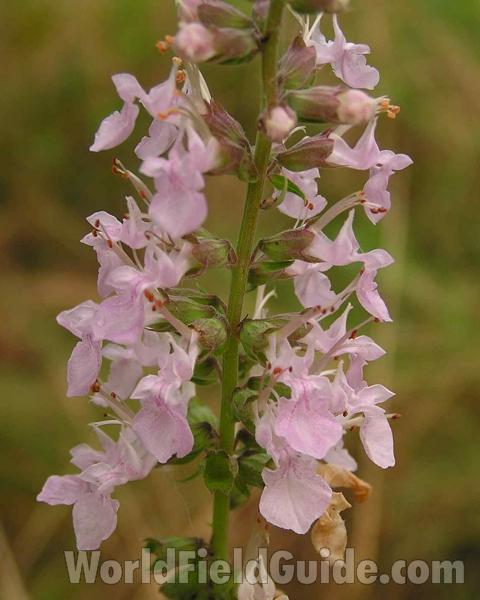 Flower Spike<br>(Location of Picture: Joe Pool Lake, Texas, USA, 2006)