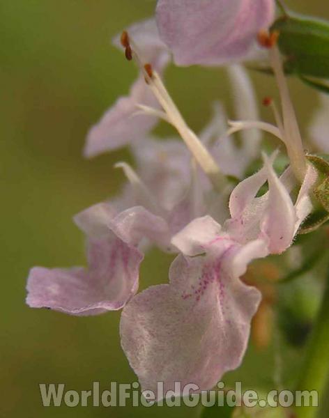 Flower - Close View<br>(Location of Picture: Joe Pool Lake, Texas, USA, 2006)