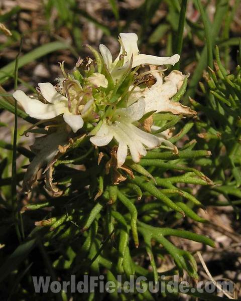 Top Of Plant in  Bloom<br>(Location of Picture: Lbj Grassland, Texas, USA, 2006)