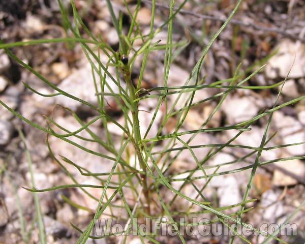 Stem and Leaves<br>(Location of Picture: Cedar Ridge, Texas, USA, 2006)