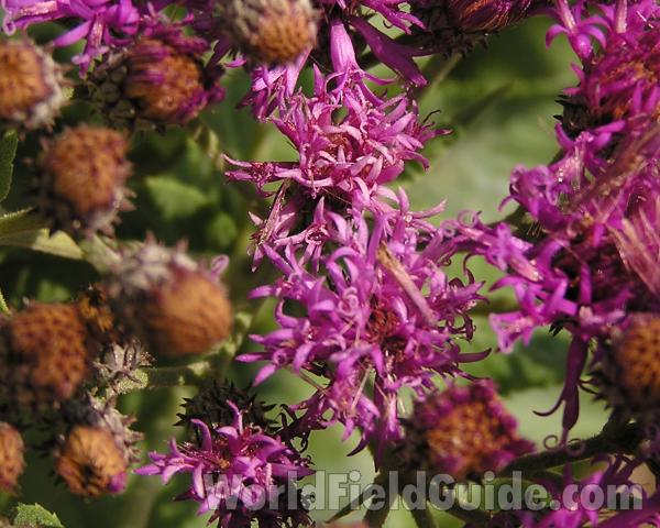 Flowers - Close View<br>(Location of Picture: Stella Rowan, Texas, USA, 2006)