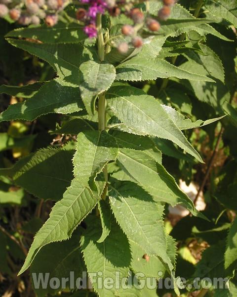 Leaves and Stem<br>(Location of Picture: Stella Rowan, Texas, USA, 2006)