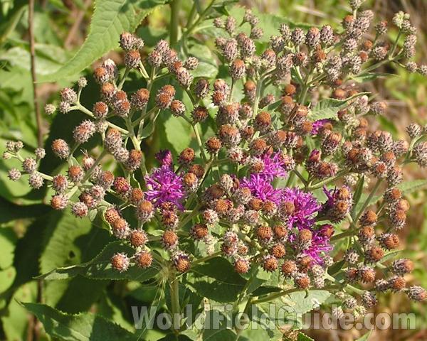 Flower Heads<br>(Location of Picture: Stella Rowan, Texas, USA, 2006)