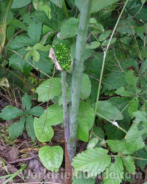 Stem With Seeds<br>(Location of Picture: Angelina, Texas, USA, 2007)
