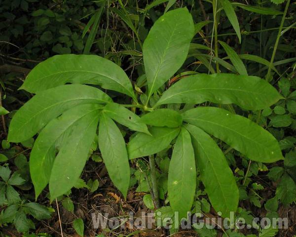 Leaves<br>(Location of Picture: Angelina, Texas, USA, 2007)
