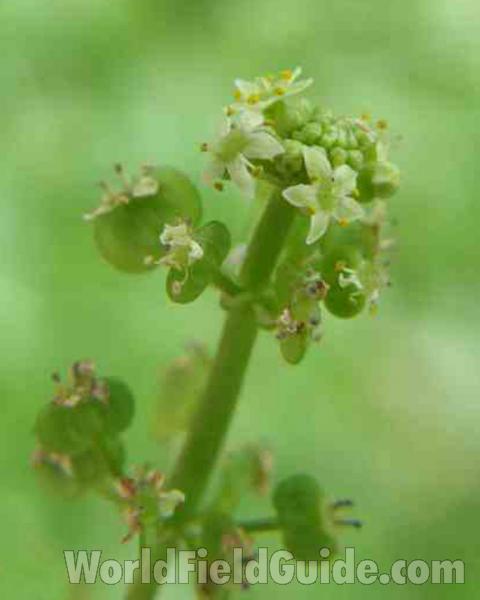 Flowers<br>(Location of Picture: Mansfield, Texas, USA, 2007)