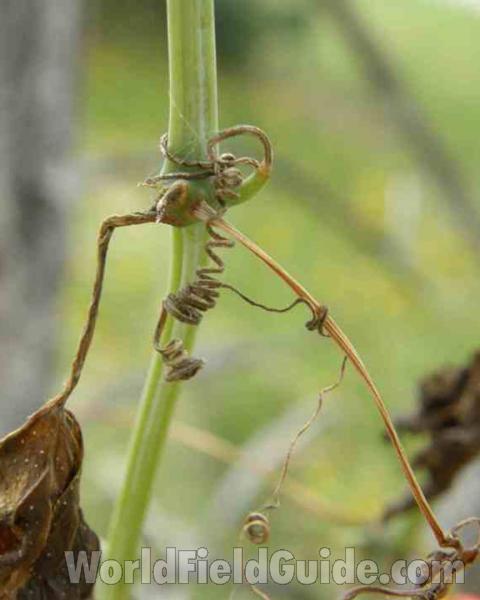 Stem and Tendril<br>(Location of Picture: Wildcat Canyon, Texas, 2007)