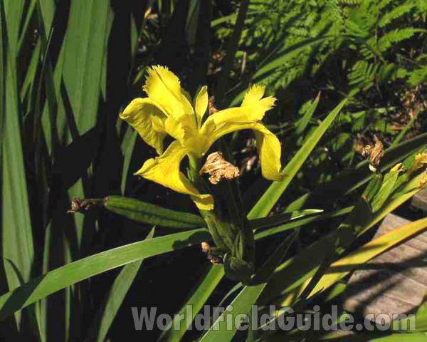 Flower<br>(Location of Picture: Geraldine Watson, Texas, 2007)